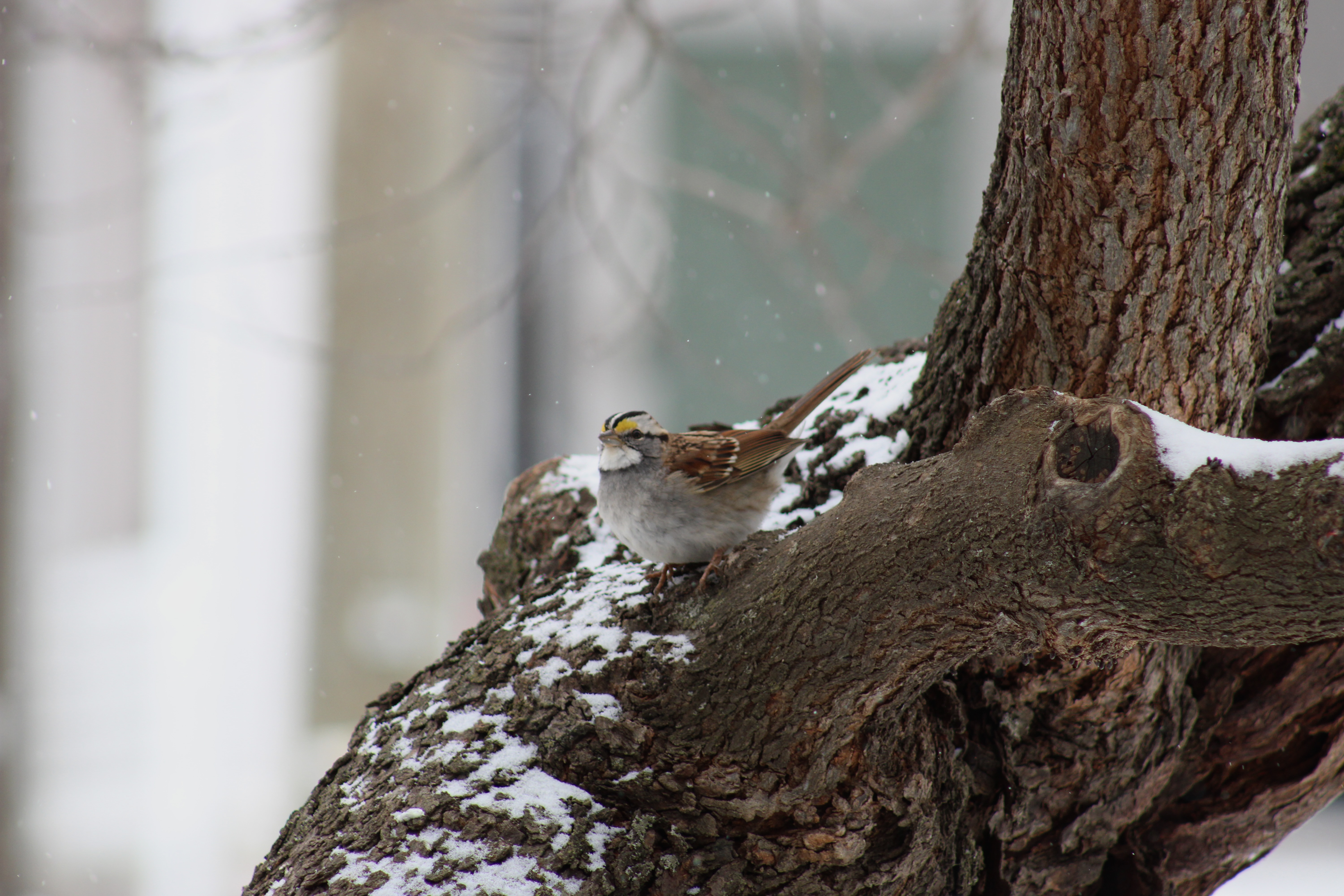 white-throated sparrow